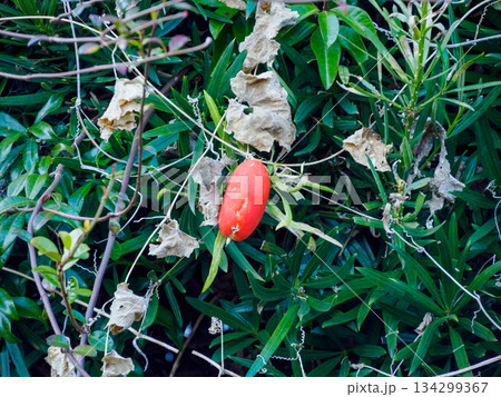冬に灯るカラスウリ Red Trichosanthes in Winter 134299367
