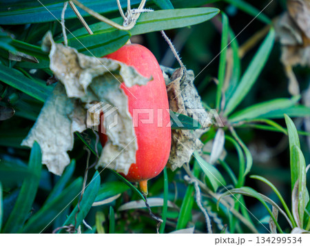 冬に灯るカラスウリ Red Trichosanthes in Winter 冬に灯るカラスウリ Red Trichosanthes in Winter 134299534