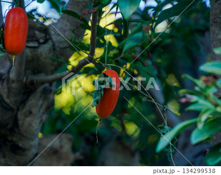 冬に灯るカラスウリ Red Trichosanthes in Winter 134299538