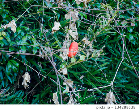 冬に灯るカラスウリ Red Trichosanthes in Winter 134299539