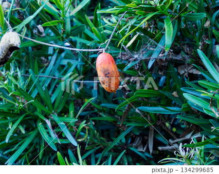 冬に灯るカラスウリ Red Trichosanthes in Winter 冬に灯るカラスウリ Red Trichosanthes in Winter 134299685