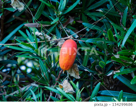 冬に灯るカラスウリ Red Trichosanthes in Winter 134299686