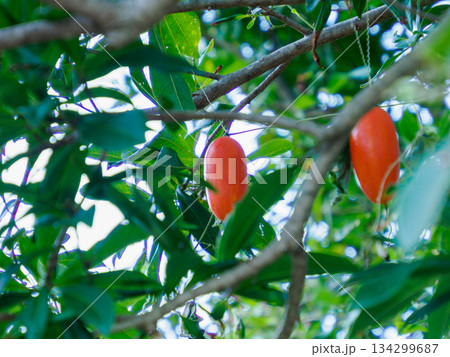 冬に灯るカラスウリ Red Trichosanthes in Winter 134299687