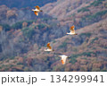 朱鷺の集団飛翔 134299941