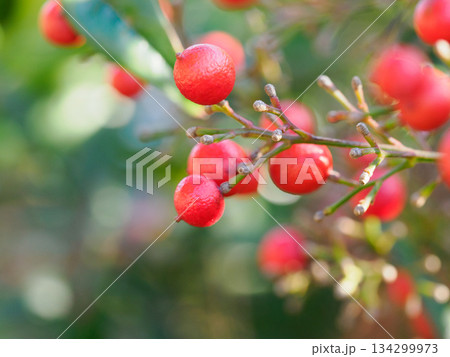 冬の光に実るナンテンの赤い実 Red Nandina Berries in Winter Light 134299973