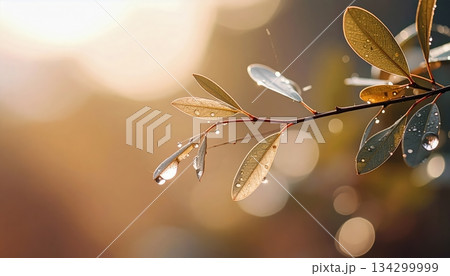 Branch with water droplets shining in soft light symbolizing renewal, harmony, balance, and natures beauty with refined perspective and timeless elegant natural composition. 134299999