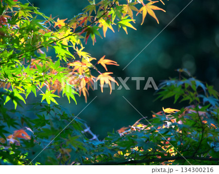 緑の中の赤い紅葉 緑の中の赤い紅葉 134300216