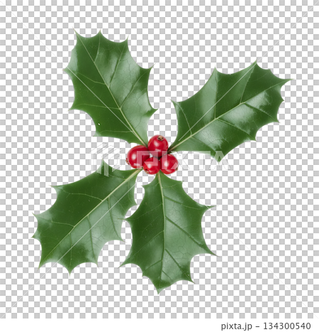 Bright Red Holly Berries Surrounded by Glossy Green Leaves During the Holiday Season 134300540
