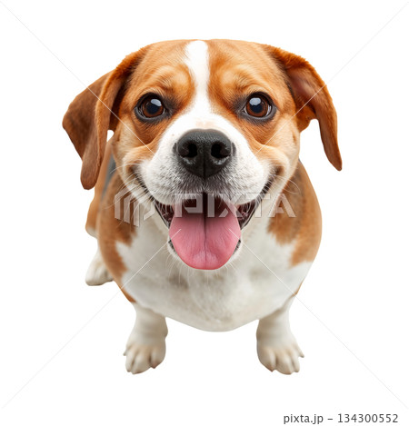 Happy Beagle Dog Sitting and Smiling With Its Tongue out Indoors 134300552