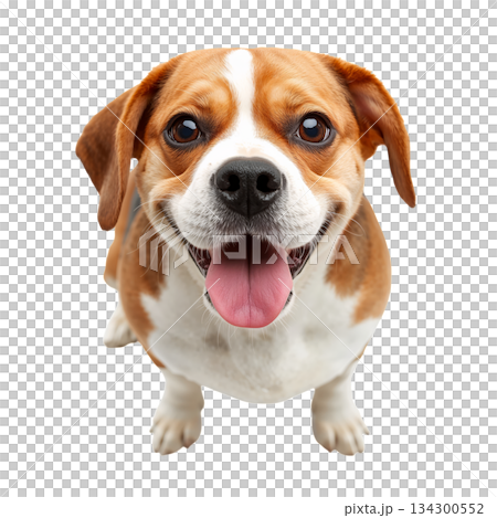 Happy Beagle Dog Sitting and Smiling With Its Tongue out Indoors 134300552
