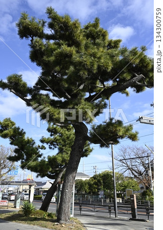 旧東海道松並木 旧東海道松並木 134300759