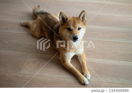 お座りする柴犬 お座りする柴犬 134300890