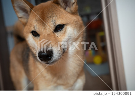 見つめる柴犬 見つめる柴犬 134300891