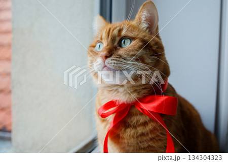 Ginger  cat with festive red bow looking at the window close up portrait. Pets at home before Christmas. 134304323