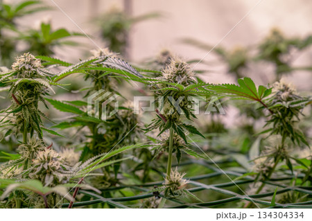 female early blossom marijuana SoG Sea of Green net hemp cultivation technique Growing pot indoor bloom stage growth Medical 134304334