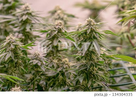 female early blossom marijuana SoG Sea of Green net hemp cultivation technique Growing pot indoor bloom stage growth Medical 134304335