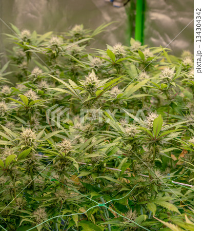 female early blossom marijuana SoG Sea of Green net hemp cultivation technique Growing pot indoor bloom stage growth Medical female early blossom marijuana SoG Sea of Green net hemp cultivation technique Growing pot indoor bloom stage growth Medical 134304342