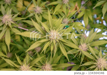 female early blossom marijuana SoG Sea of Green net hemp cultivation technique Growing pot indoor bloom stage growth Medical 134304346
