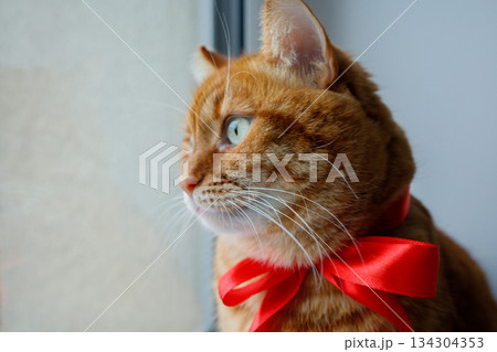 Ginger  cat with festive red bow looking at the window close up portrait. Pets at home before Christmas. 134304353