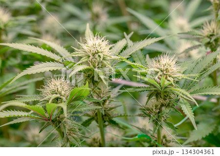 female early blossom marijuana SoG Sea of Green net hemp cultivation technique Growing pot indoor bloom stage growth Medical female early blossom marijuana SoG Sea of Green net hemp cultivation technique Growing pot indoor bloom stage growth Medical 134304361