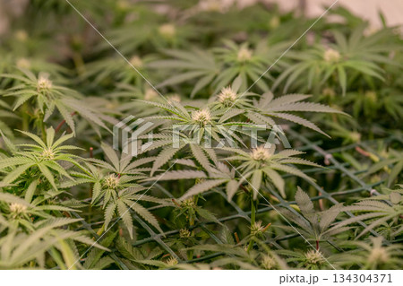 female early blossom marijuana SoG Sea of Green net hemp cultivation technique Growing pot indoor bloom stage growth Medical 134304371