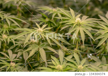 female early blossom marijuana SoG Sea of Green net hemp cultivation technique Growing pot indoor bloom stage growth Medical 134304374