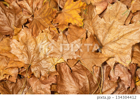 Brown autumn leaves background Brown autumn leaves background 134304412