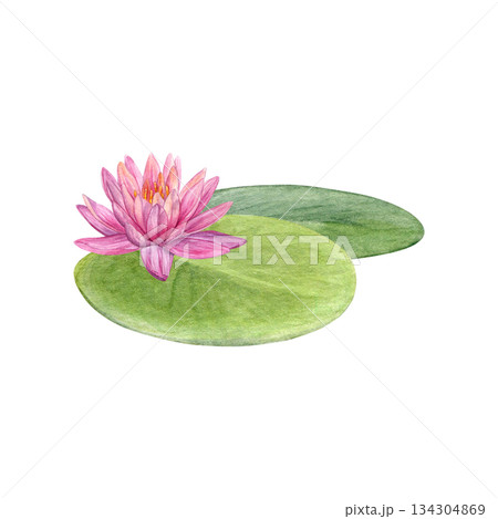 Composition of lotus with water lily leaves. Watercolor of pink flower and green leaves isolated on white background. Good for postcards, invitations, greeting cards Composition of lotus with water lily leaves. Watercolor of pink flower and green leaves isolated on white background. Good for postcards, invitations, greeting cards 134304869
