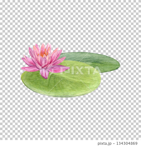 Composition of lotus with water lily leaves. Watercolor of pink flower and green leaves isolated on white background. Good for postcards, invitations, greeting cards Composition of lotus with water lily leaves. Watercolor of pink flower and green leaves isolated on white background. Good for postcards, invitations, greeting cards 134304869