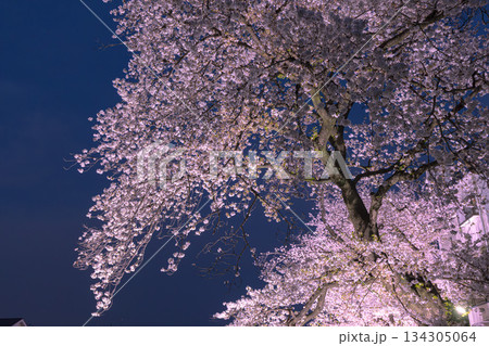 野川のライトアップの桜 134305064