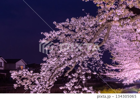野川のライトアップの桜 134305065