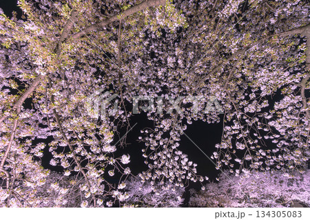 野川のライトアップの桜 野川のライトアップの桜 134305083
