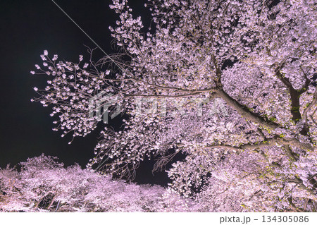 野川のライトアップの桜 野川のライトアップの桜 134305086