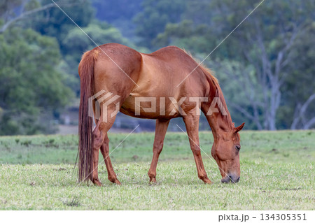 A brown horse grazing on grass in an agricultural field 134305351