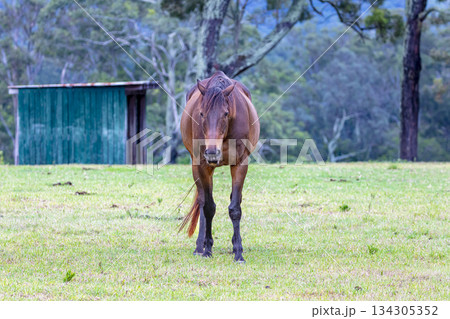 A brown horse grazing on grass in an agricultural field 134305352