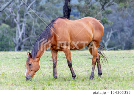 A brown horse grazing on grass in an agricultural field 134305353