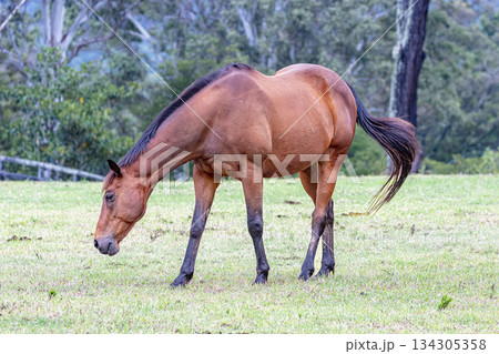 A brown horse grazing on grass in an agricultural field A brown horse grazing on grass in an agricultural field 134305358