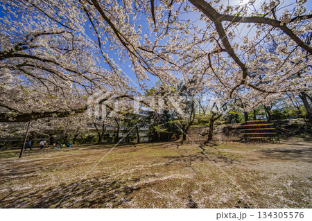相模台公園の桜 134305576