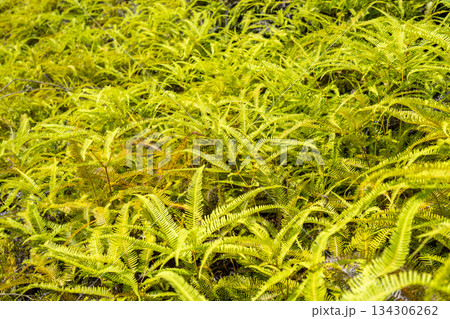 Lush green ferns in the Marquesas Islands, French Polynesia Lush green ferns in the Marquesas Islands, French Polynesia 134306262
