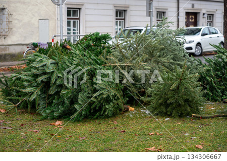 Discarded Christmas trees after the holidays near residential buildings. Recycling Christmas trees after the holidays. Spontaneous landfill Discarded Christmas trees after the holidays near residential buildings. Recycling Christmas trees after the holidays. Spontaneous landfill 134306667