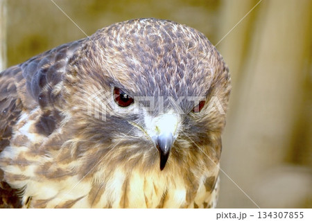 猛禽類の鋭い眼差し・アップのポートレート 猛禽類の鋭い眼差し・アップのポートレート 134307855