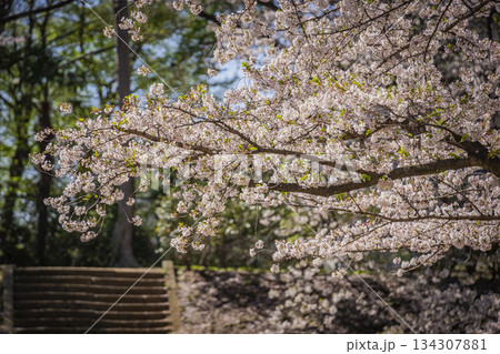 相模台公園の桜 相模台公園の桜 134307881