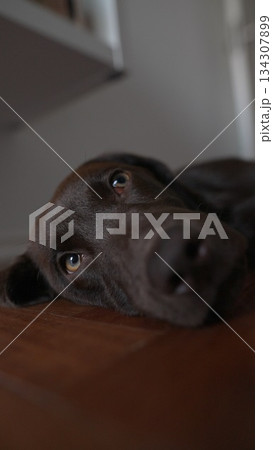 A Relaxed Dog Lying Comfortably on the Floor with a Gentle and Peaceful Expression of Joy A Relaxed Dog Lying Comfortably on the Floor with a Gentle and Peaceful Expression of Joy 134307899
