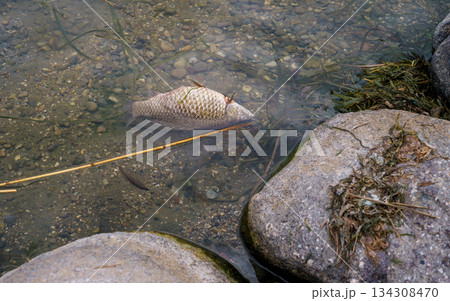 One large dead fish floating in the water off a rocky shore in Italy. Environmental problems One large dead fish floating in the water off a rocky shore in Italy. Environmental problems 134308470