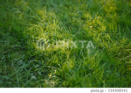 Fresh green grass lawn in sunlight outdoors 134308541
