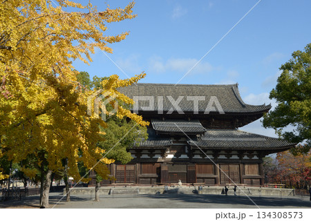 秋の東寺 金堂 京都市南区九条町 秋の東寺 金堂 京都市南区九条町 134308573