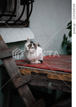 White and gray cat sitting on wooden stairs outdoors 134308584