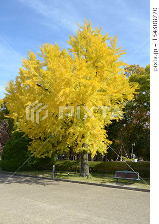 イチョウの黄葉 134308720
