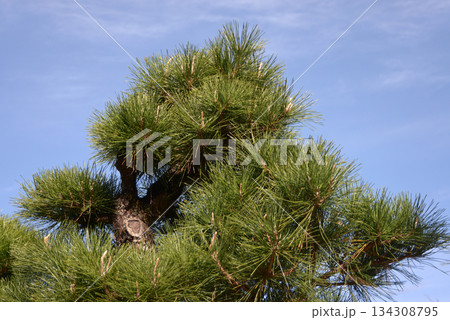 松の木 松の風景 松の木 松の風景 134308795