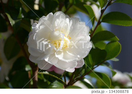 白い山茶花 白い山茶花 134308878